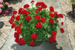 Calliope Dark Red © Syngenta