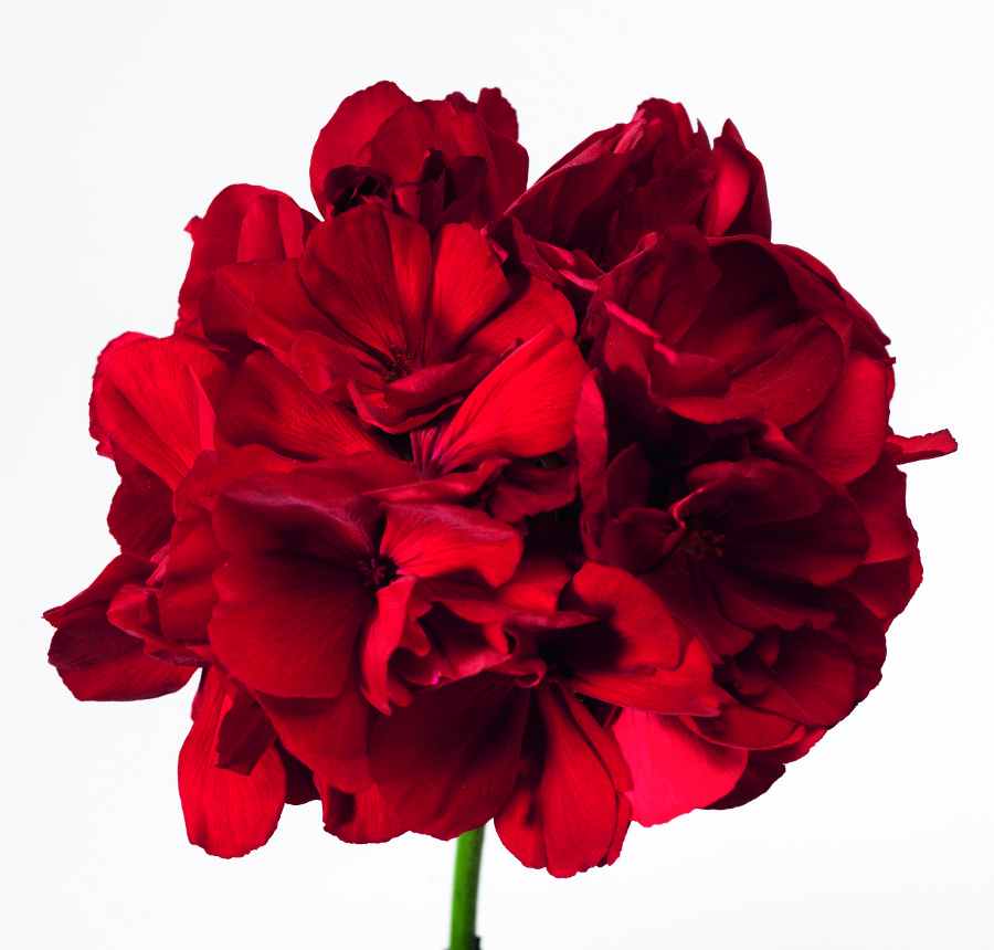 mori calliope red mori calliope red